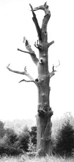 Eiche  Mnster - Davert