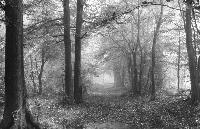 Waldweg  Mnster-Roxel